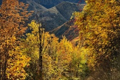 squam-creative-teele-tobins-track-sleeping-girl-arrowtown-late-autumn