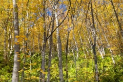 squam-creative-teele-yellow-tobins-track-1