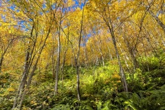 squam-creative-teele-yellow-tobins-track-2