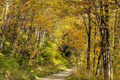 squam-creative-teele-yellow-tobins-track-3