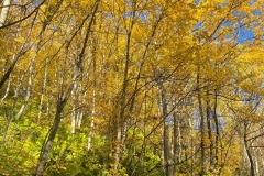 squam-creative-teele-yellow-tobins-track-4
