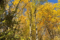 squam-creative-teele-yellow-tobins-track-5