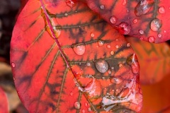 squam-creative-teele-autumn-leaves-after-the-rain-1