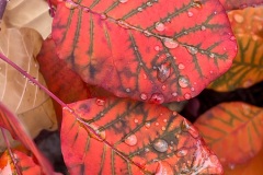 squam-creative-teele-autumn-leaves-after-the-rain-2