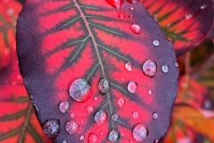 squam-creative-teele-autumn-leaves-after-the-rain-3