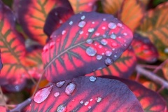 squam-creative-teele-autumn-leaves-after-the-rain-4