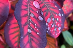squam-creative-teele-autumn-leaves-after-the-rain-5