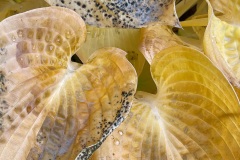 squam-creative-teele-hosta-leaves-after-the-rain-1