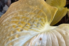 squam-creative-teele-hosta-leaves-after-the-rain-11