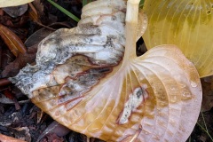 squam-creative-teele-hosta-leaves-after-the-rain-12