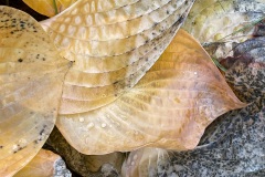 squam-creative-teele-hosta-leaves-after-the-rain-2