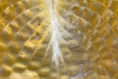 squam-creative-teele-hosta-leaves-after-the-rain-3