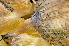 squam-creative-teele-hosta-leaves-after-the-rain-4