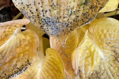 squam-creative-teele-hosta-leaves-after-the-rain-5