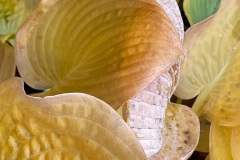 squam-creative-teele-hosta-leaves-after-the-rain-6