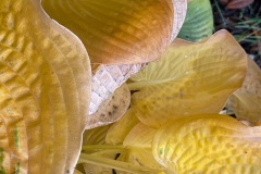 squam-creative-teele-hosta-leaves-after-the-rain-7