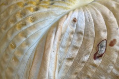 squam-creative-teele-hosta-leaves-after-the-rain-8
