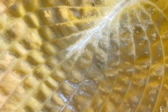squam-creative-teele-hosta-leaves-after-the-rain-9
