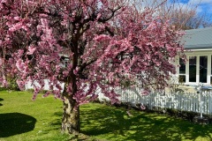 squam-creative-teele-arrowtown-in-spring-1