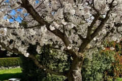 squam-creative-teele-arrowtown-in-spring-3