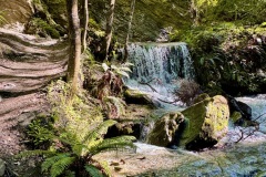 squam-creative-teele-bush-creek-spring-3