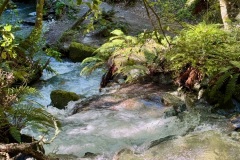 squam-creative-teele-bush-creek-spring-4