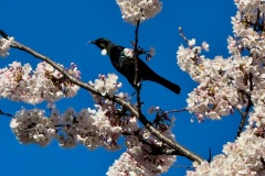 squam-creative-teele-tui-in-spring