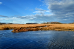 Marshes in December