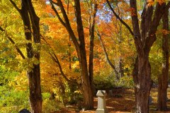 Fall Foliage - Afternoon Light 6