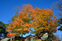 Fall Foliage - Afternoon Light 7