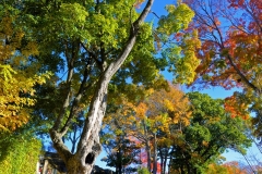 Cemetery Afternoon 1