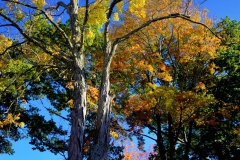Cemetery Afternoon 2