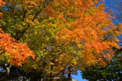 Cemetery Afternoon 4