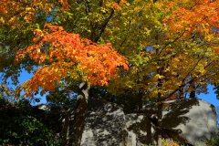 Fall Foliage - Afternoon Light 8