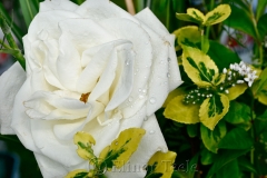 White Rose