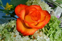 Orange & Yellow Rose