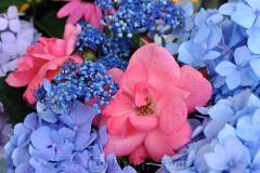 Roses & Hydrangeas