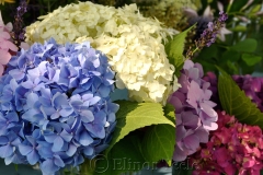 Hydrangeas