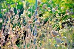 Birds Nests 2