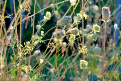 Birds Nests 1