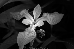 Black & White Iris