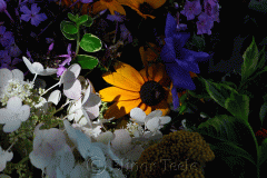 Yellow Daisy in Shadow