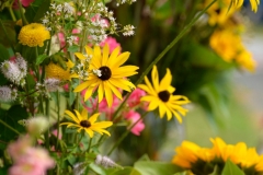 Yellow Daisies