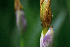 Irises in the Rain