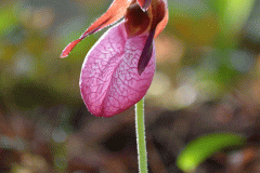 Ladyslipper Orchid