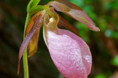 Ladyslipper Orchid Profile