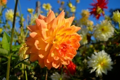 Orange Dahlia