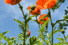 Orange Poppies in June