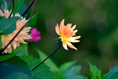 Peach Dahlia