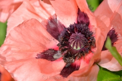 Pink Poppy Close-Up 1